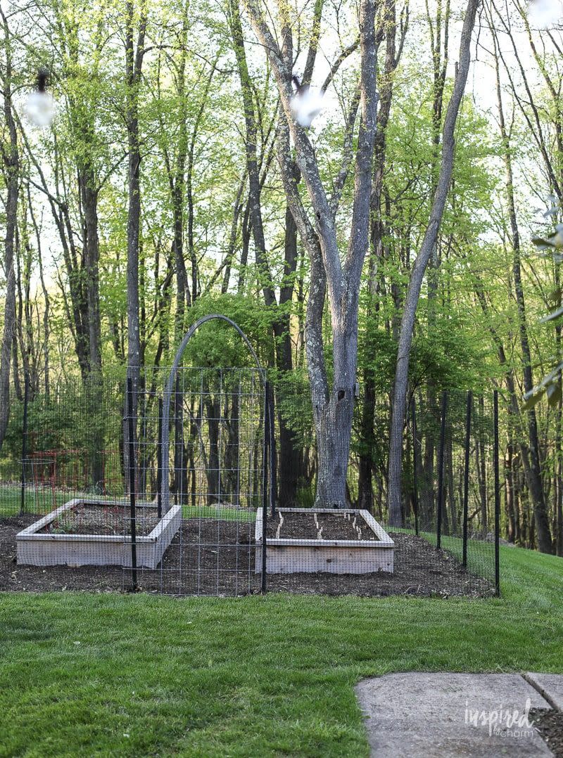 <p>If you live in a woodsy area (a.k.a deer, rabbits and squirrels are a risk to your garden), build a cage around your garden for added protection.</p><p><em><a href="https://inspiredbycharm.com/planting-dahlias-a-novices-journey/" rel="nofollow noopener" target="_blank" data-ylk="slk:Read more at Inspired By Charm »;elm:context_link;itc:0;sec:content-canvas" class="link ">Read more at Inspired By Charm »</a></em></p>