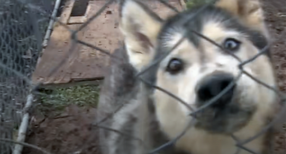 A close up of the man's husky behind a fence