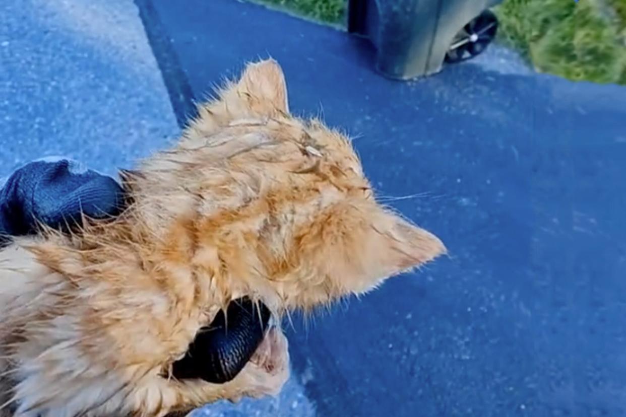 View from the back of an orange kitten who's being held near a driveway