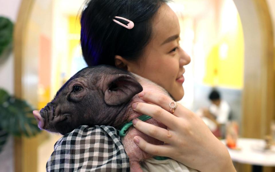 Micropigs have relationships with humans much like dogs -  China News Service/Getty Images