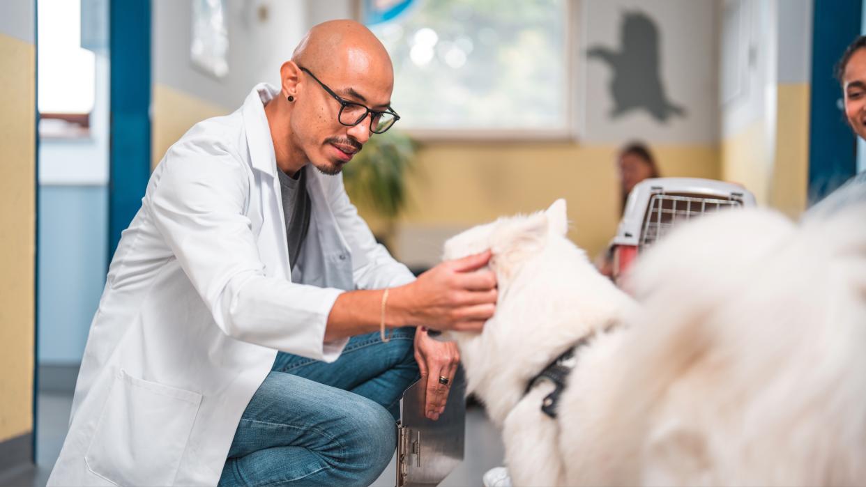 Vet and white dog