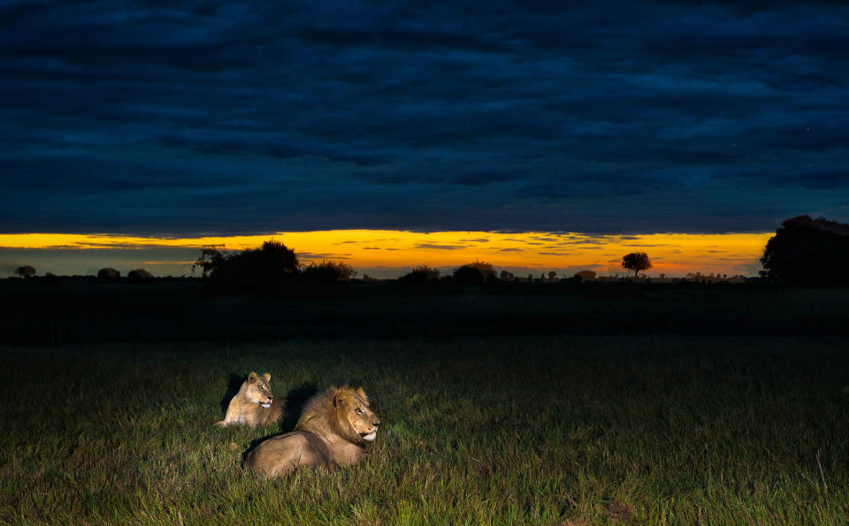 Midnight safari: Wild animals gather under a full moon