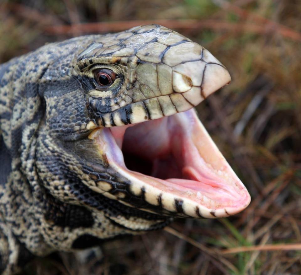 The Argentine black and white tegu is an invasive species that harms native wildlife by consuming animals’ eggs and infecting them with “exotic parasites,” the Georgia Department of Natural Resources said.