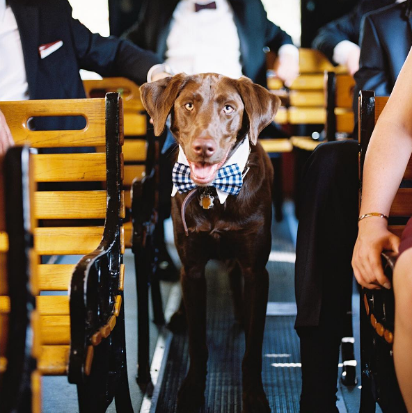 This guy’s gingham bow tie is the perfect preppy pooch accoutrement. 