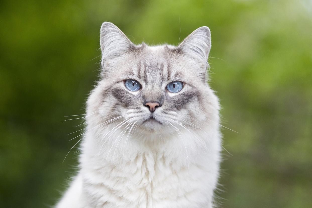 silver and white cat with light blue eyes who got stuck in a pipe