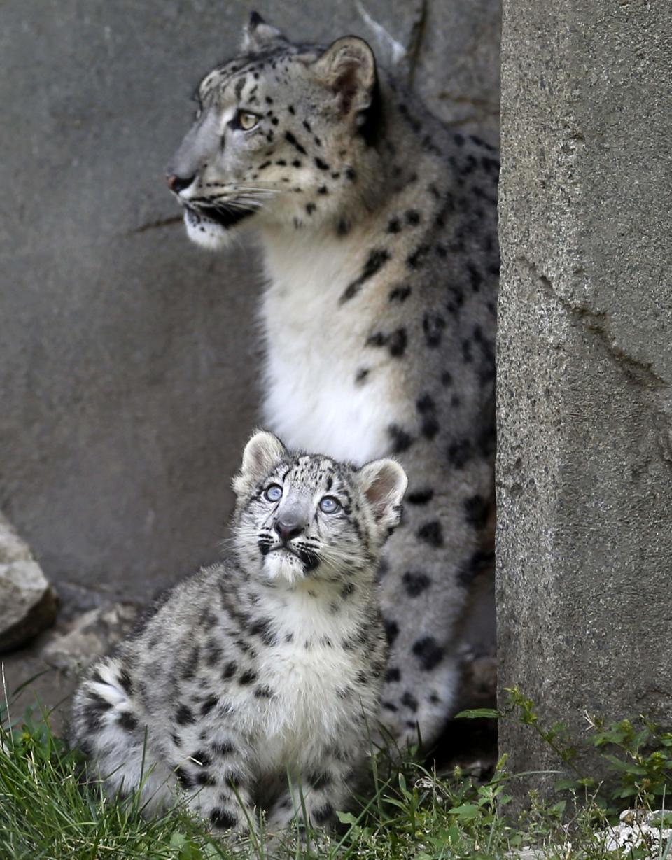 An unnamed three month old snow leopard cub and his mother Sarani are seen at the Brookfield Zoo in Brookfield, Illinois