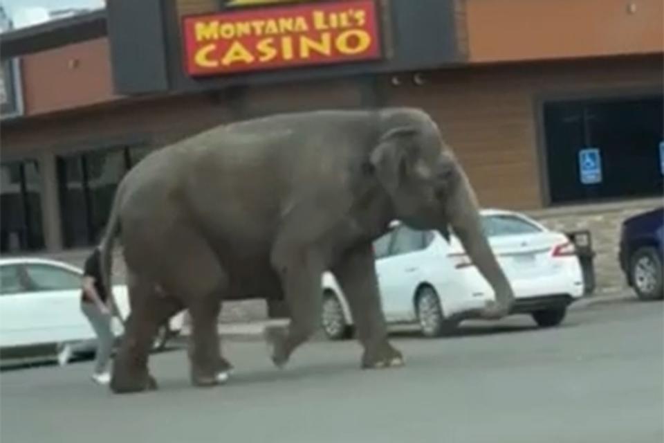 <p>Brittany McGinnis via Storyful</p> Elephant stops traffic in Butte, Montana after escaping circus