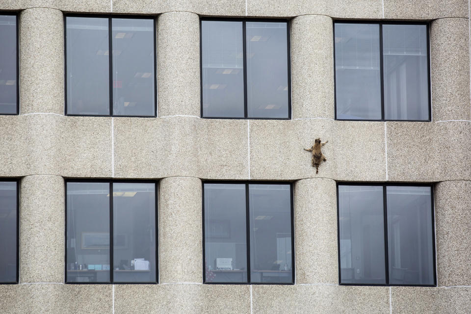 A raccoon scurries up the side of the UBS Tower in St. Paul, Minn., on June 12, 2018.