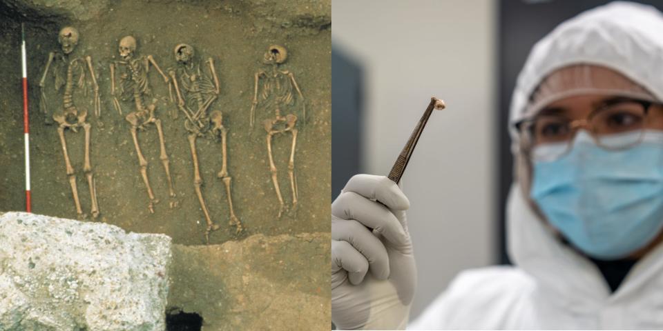A collage shows an arial view of human remains in a plague pit buried in the 1300s, next to a picture of a scientist in full protective gear holding up a tooth from the remains of a plague pit.