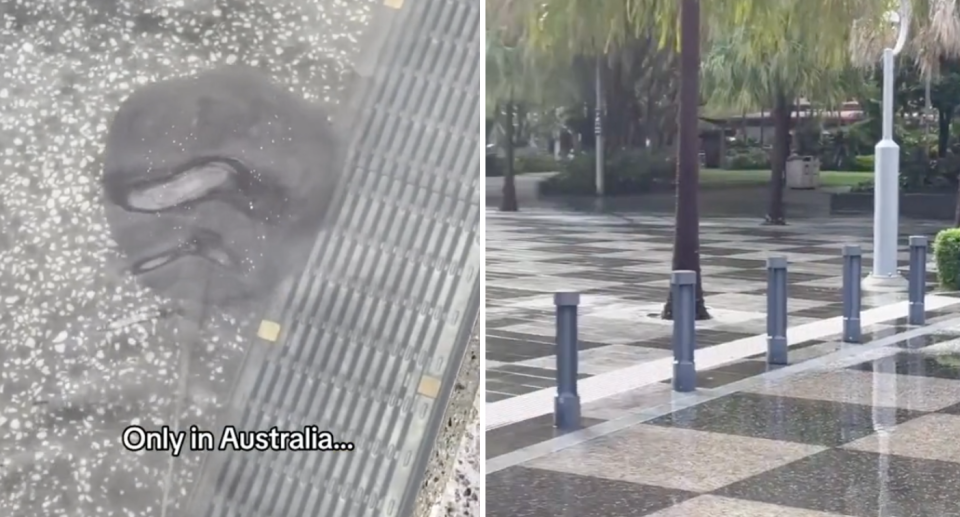 Left image a close up of the small stingray swimming in shallow water on a street in Cairns. Right image shows a view of the Cairns street covered in shallow water.