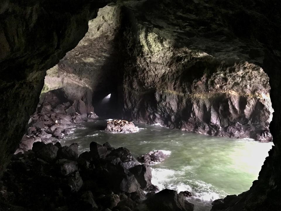 Sea lions can be seen in the Sea Lion Caves, but you'll have a better chance of seeing them outside.