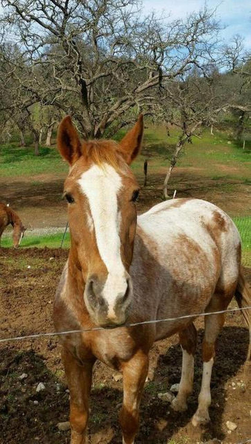 The Appaloosa horse is now one of the most popular horses in America, but its origins come from the Nez Perce Tribe in Idaho. Photo courtesy El Dorado County Animal Serivces