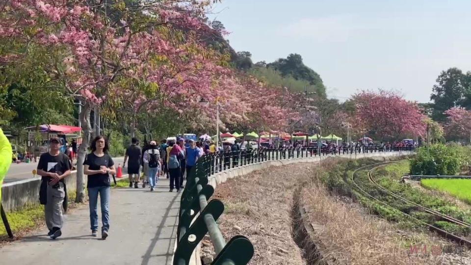 ▲2024鐵道櫻花音樂祭繽紛登場，讓民眾一邊聽音樂一邊賞花，花道緊鄰台鐵集集線，猶如阿里山鐵道櫻花情景，引人盡情徜徉粉色浪漫。（記者張溎壕攝）