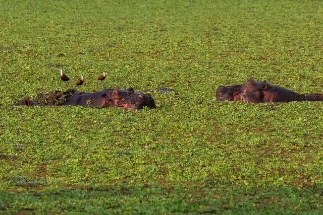 <p>Khadija Farah</p> Hippos cool off in a lagoon in South Luangwa.
