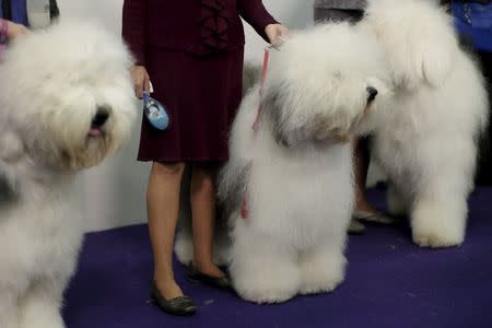 Old English sheepdogs stand outside the ring before judging at the 2016 Westminster Kennel Club Dog Show in the Manhattan borough of New York City, February 15, 2016. REUTERS/Mike Segar