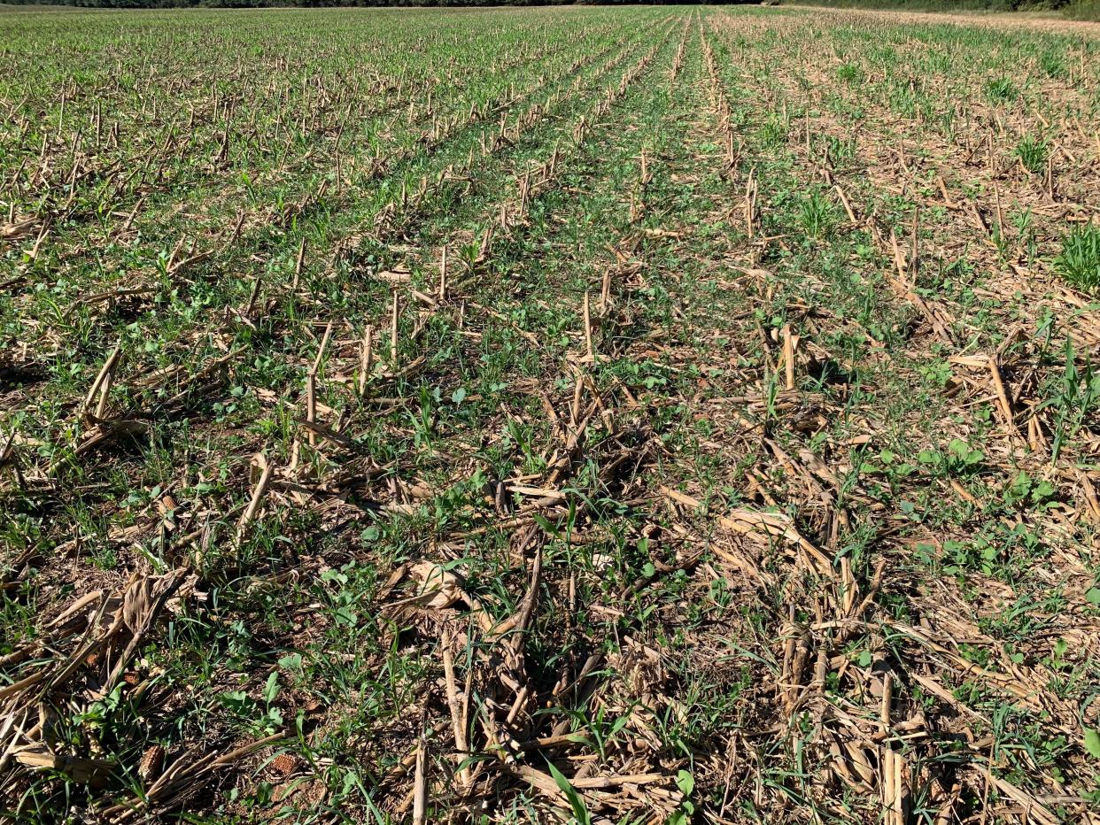 A mix of cover crops including rye and radish coming up in a field that had been planted in corn and then harvested, on the farm of Larkin Martin near Courtland, Alabama.