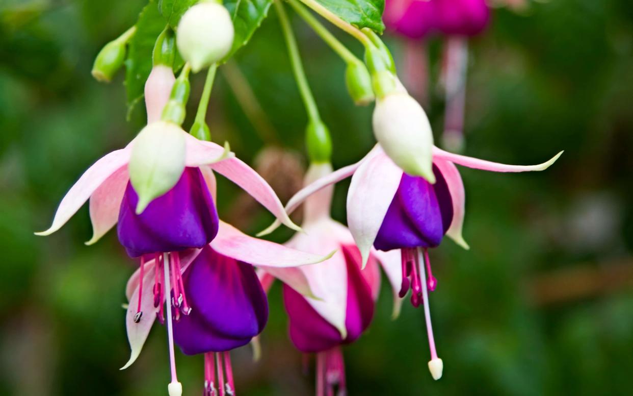 British bugs are less likely to thrive if gardeners plant species from the southern hemisphere like fuchsia  -  Frank Vetere / Alamy