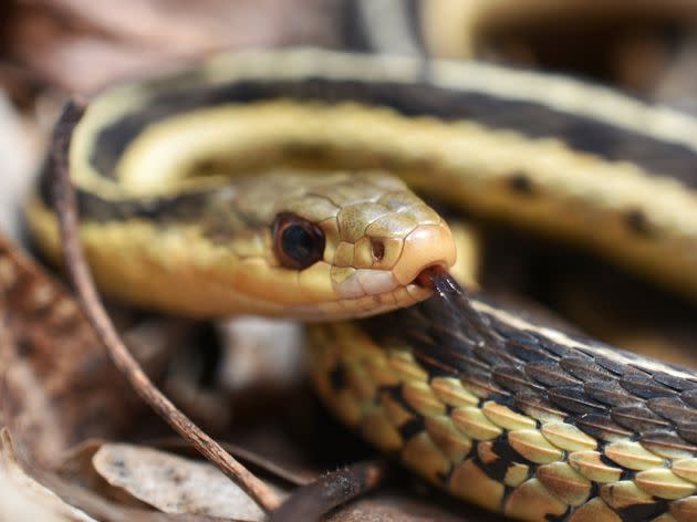 Garter snakes are common throughout Florida and usually range between 18 to 26 inches in length. (Photo: Aaron Heuser / 500px via Getty Images)