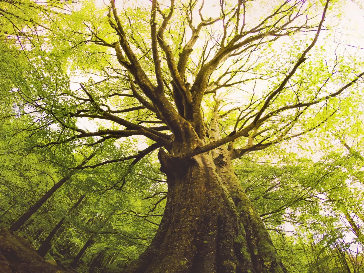 Ohio siblings face felony charges after they chopped down a 250-year-old tree to sell it for lumber, authorities say