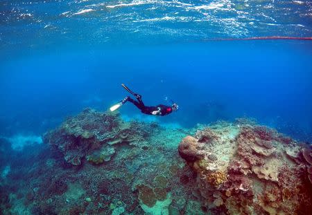 Peter Gash, owner and manager of the Lady Elliot Island Eco Resort, snorkels during an inspection of the reef's condition in an area called the 'Coral Gardens' located at Lady Elliot Island, north-east of the town of Bundaberg in Queensland, Australia, June 11, 2015. REUTERS/David Gray