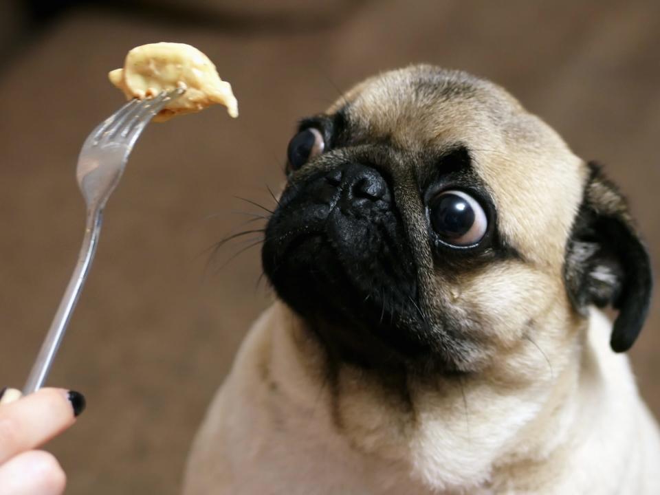 pet food pug