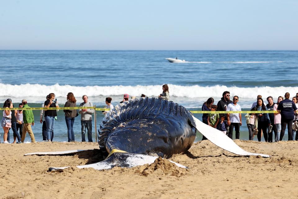 People gather around the body of a dead juvenile humpback whale. The whale was pulled ashore from the surf near 25th Street at the Virginia Beach Oceanfront in Virginia Beach, VA.