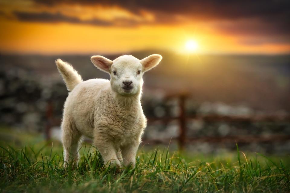 A lamb in a field at sunset.