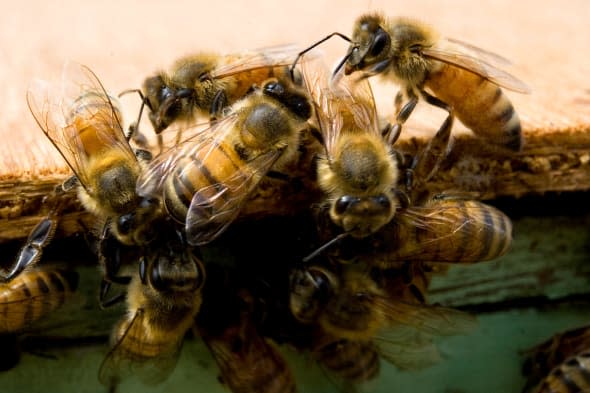 killer bees sting gardener to death in arizona