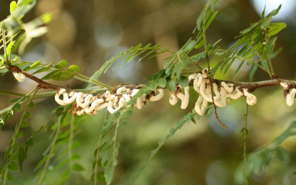 The RHS has warned that more and more devastating garden pests are invading the UK from abroad - PA