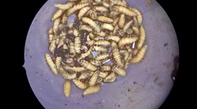 In a rare case, doctors remove 145 maggots from 65-year-old's nose