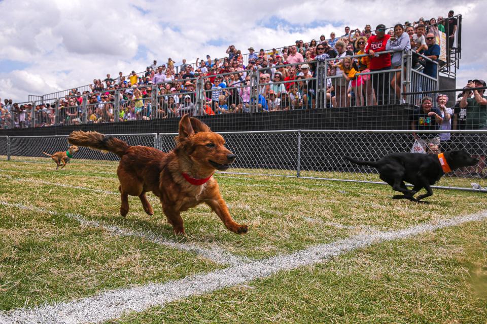 A Dachshund named Duke crosses the finish line in the mixed breed Dachshund finals during the 25th Annual Buda Wiener Dog Races in Buda Texas on April 24, 2022.