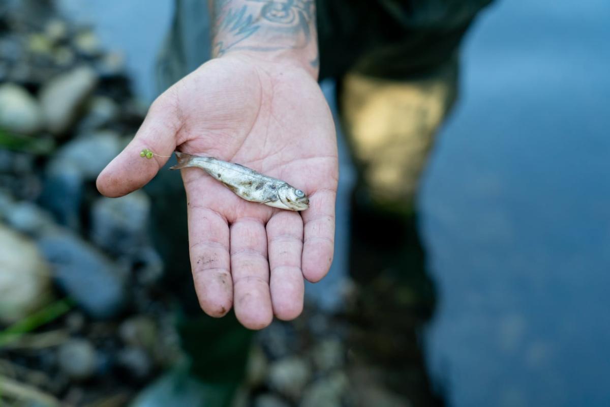 Hope Slough spill kills thousands of salmon near Chilliwack, B.C.