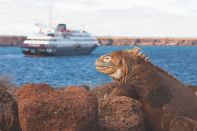 <p><span>Newlyweds looking to spend a romantic honeymoon away from noise and pollution should head to the Galapagos, which is teeming with wildlife including iguanas, giant tortoises, sea lions, penguins and Darwin’s famous finches. </span><a rel="nofollow noopener" href="http://www.silversea.com/" target="_blank" data-ylk="slk:Silversea’s;elm:context_link;itc:0;sec:content-canvas" class="link "><span>Silversea’s</span></a><span> Silver Galapagos departs from Baltra on a seven-day voyage to San Cristobal on August 12 2017. Fares start from £5,550pp. [Photo: Silversea]</span> </p>