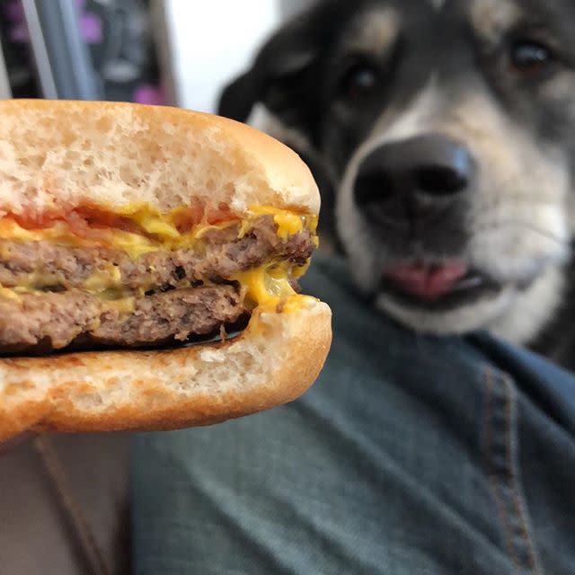 6) Mid tier: Double Cheeseburger (dog not included), 24.7% of the votes