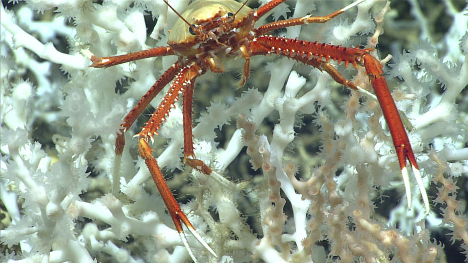 In this image provided by NOAA Ocean Exploration, a squat lobster perches on healthy Desmophyllum pertusum coral approximately 100 miles east of the Florida Atlantic coast in June 2019. Corals like these that make up the mounds along the Blake Plateau provide important habitat for a variety of marine life. In January 2024, scientists announced they have mapped the largest coral reef deep in the ocean, stretching hundreds of miles off the U.S. coast. While researchers have known since the 1960s that some coral were present off the Atlantic coast, the reef's size remained a mystery until new underwater mapping technology made it possible to construct 3D images of the ocean floor. (NOAA Ocean Exploration via AP)