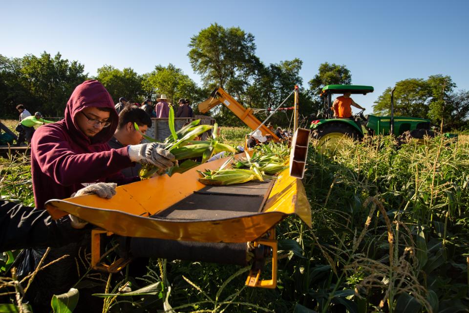 Workers pick and bag sweet corn at Deardorff Sweet Corn in Adel, Tuesday, July 12, 2022.