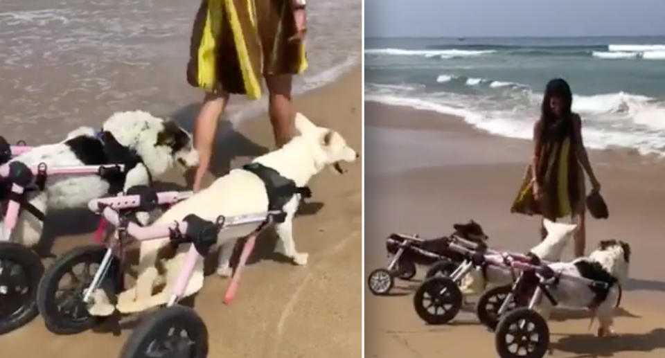 Disabled shelter dogs in wheelchairs visiting beach in Morocco.