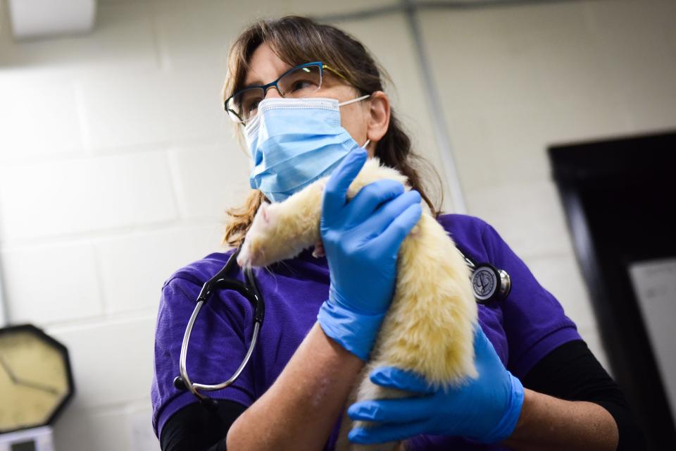 Dr. Ellen Hilton, staff veterinarian at the Utica Zoo, prepares to check on a ferret in the treatment room. Hilton typically visits the zoo at least once a week and is on call for emergencies.