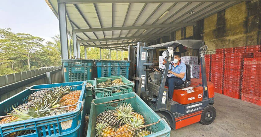 台南關廟為國內重要鳳梨產地，面對市場需求太大，目前產量雖夠但成熟度還不足，採收面臨「青黃不接」。（圖／中國時報曹婷婷攝）