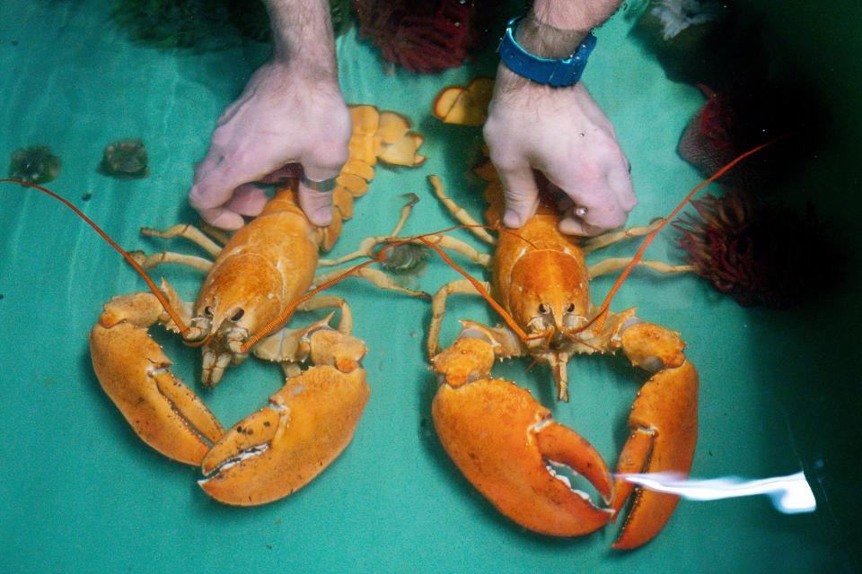 <p>Two rare orange Canadian lobsters settle into their new home at the National SEA LIFE Centre, Birmingham, after they were rescued by a shopper at a fishmongers in Leicester. Caterer Joseph Lee spotted the pair at the fish counter in a branch of Makro Wholesale before convincing the fishmonger to donate them to the aquarium. The lobsters are so rare that only one in 30 million are caught, with the chance of finding a pair one in a billion. Picture date: Friday May 28, 2021.</p>
