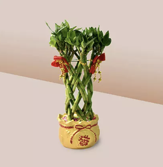 Lucky Bamboo In Chinese New Year Theme Pot. PHOTO: Ferns n Petals