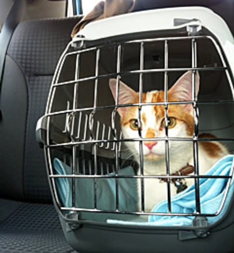 Cats can be fickle travelers