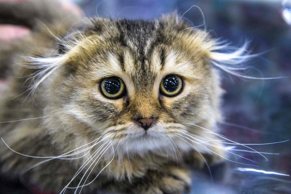 Scottish Fold cats have a genetic disorder that causes them severe and painful lameness, says the RSPCA (AFP via Getty Images)
