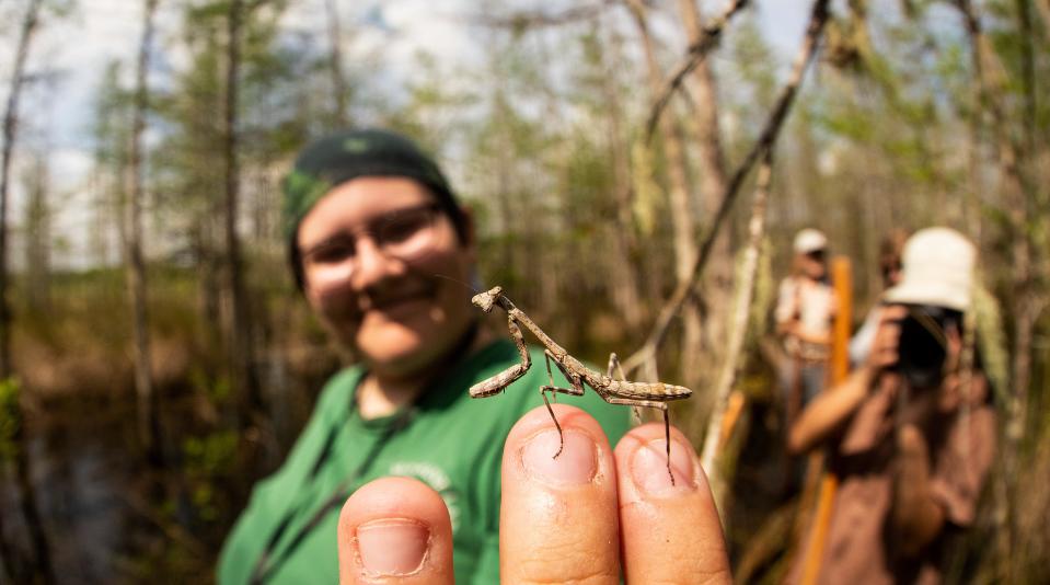 Marsh Wraithmell displays a praying mantis found during a swamp walk at Corkscrew Swamp Sanctuary in Collier County on Friday, March 8, 2024.