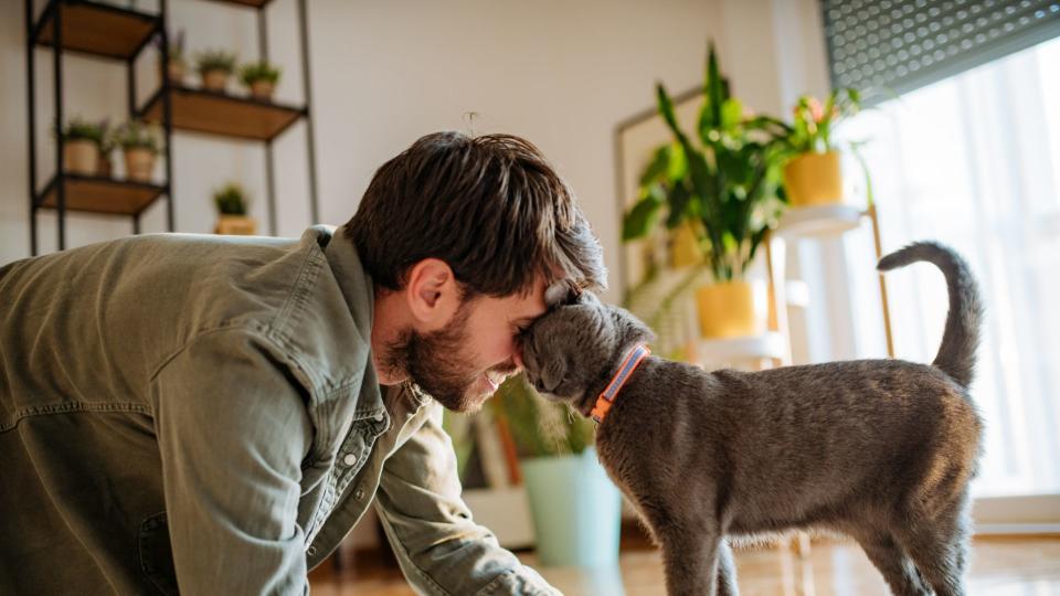 Cat rubbing his face on his owner's face