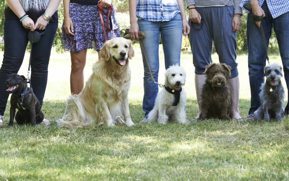 Group of dogs with owners at an obedience training class (Photo: Getty Images) 