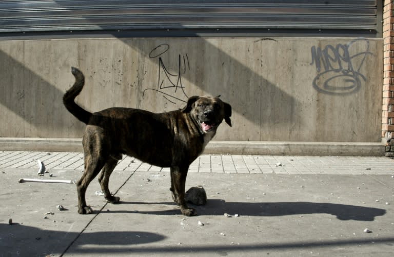 Pets and strays are rounded up in northeastern Thailand to meet demand in Vietnam and southern China, where dog meat is consumed and skins are used to make clothes and accessories