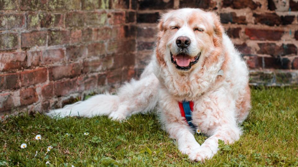 Best farm dog breeds: Great Pyrenees