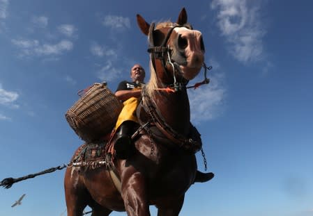 A Belgian shrimp fisherman rides his horse in the sea in the coastal town of Oostduinkerke