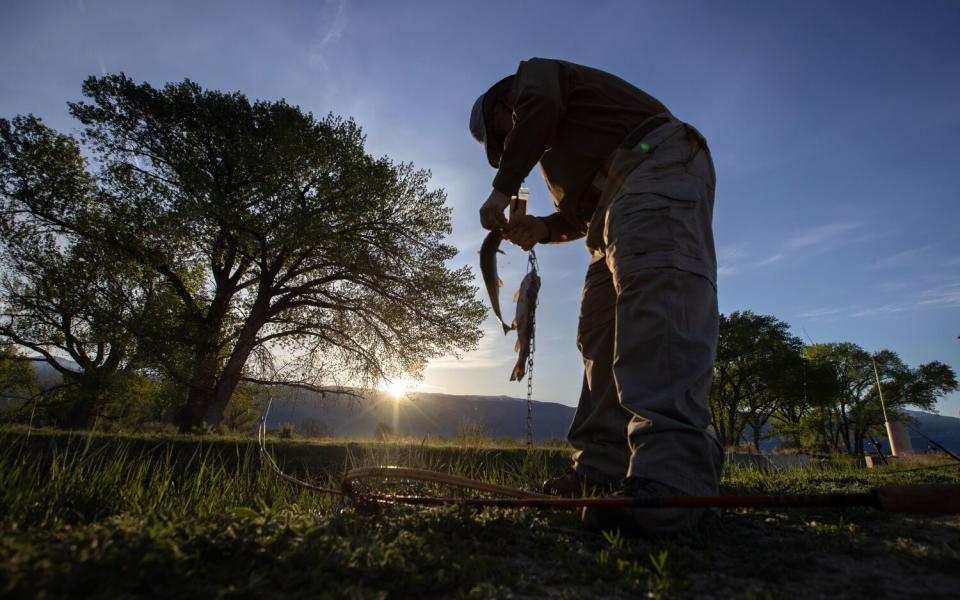 Frame in a low-angle a man bends over two hooked fish standing near trees, as sun rises on the horizon.